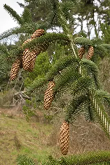 Gymnosperm: 80179089 Sitka Spruce - with mature cones California