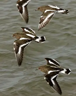Turnstone: 80179095 Black Turnstone - flock in flight over