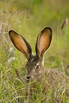 Jackrabbit: 80179096 Black-tailed Jackrabbit / American Desert