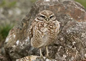 Burrowing: 80179097 Burrowing Owl - overwintering north California