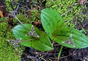 Geophyte: 80179099 Scoliopus / Fetid Adder's Tongue - in flower