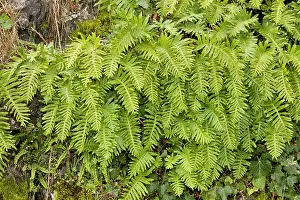 Europa: 80179102 Polypody Fern - bank Picos de Europa, Spain