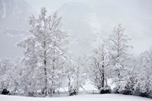 Riverside: 80179103 Silver Birche Trees - after spring snow-storm