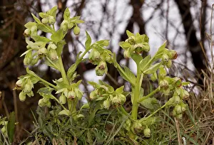 Late: 80179107 Stinking Hellebore - in flower - late winter