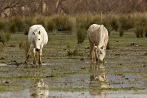 Marshes: 80179109 White Horses - grazing the marshes Natural