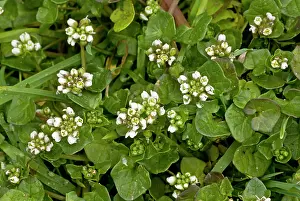 Littoral: 80179113 Danish Scurvygrass - on coastal cliff Cochlearia