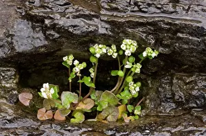Littoral: 80179114 Danish Scurvygrass - on coastal cliff Cochlearia