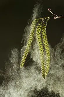 Alder: 80179116 Italian Alder - catkins in spring shedding