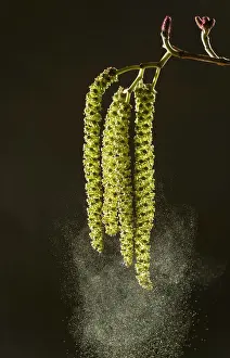 Alder: 80179117 Italian Alder - catkins in spring shedding