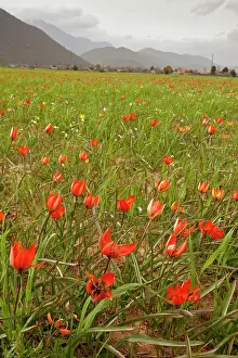 Arable: 80179118 Orange Wild Tulip - in arable fields at