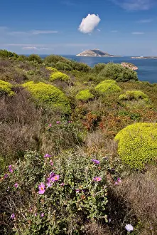 Scrub: 80179120 Phrygana / Garrigue - with mounds of greek