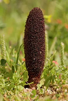 Holoparasitic: 80179123 Maltese Fungus / Desert Thumb - parasitic