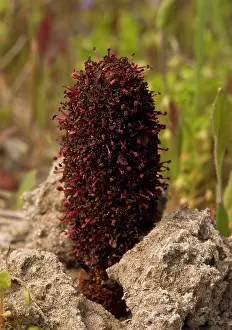 Holoparasitic: 80179124 Maltese Fungus / Desert Thumb - parasitic