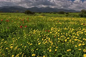 Marigold: 80179125 Cornfield - with flowering weeds (mainly