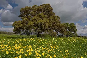 Holm: 80179126 Holm Oak - in field of Corn Marigolds Sardinia