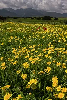 Marigold: 80179127 Cornfield - with flowering weeds (mainly