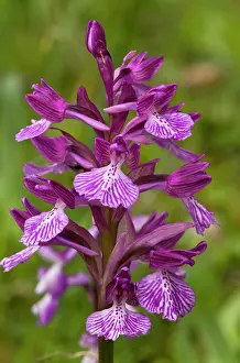 Orchids: 80179130 Pink Butterfly Orchid - in flower Sardinia