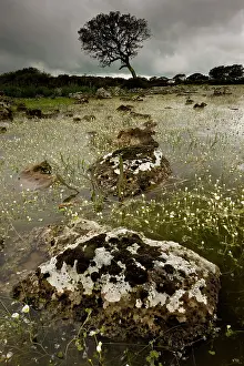 Basaltic: 80179133 Lake - shallow natural lake / pauli with