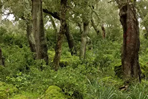 Dehesa: 80179134 Managed Cork Oak Forest - on the basalt