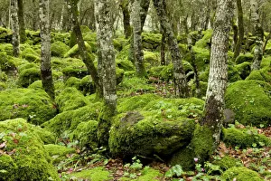 Basaltic: 80179136 Woodland - rocky open mossy woodland with