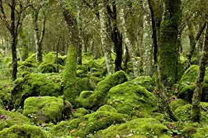 Basaltic: 80179137 Woodland - rocky open mossy woodland with