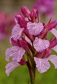 Orchids: 80179139 Pink Butterfly Orchid - in flower Sardinia