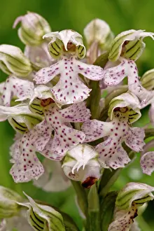 Orchids: 80179140 Milky Orchid - in flower Gennargentu Mountains