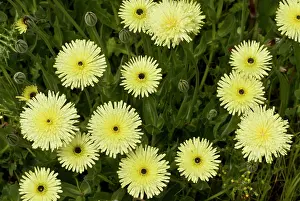 Sardinia: 80179141 Yellow Daisy - in flower Sardinia, Italy