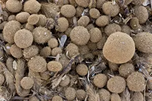 Balls: 80179142 Fibrous Rhizomes (egagropili) - of Neptune