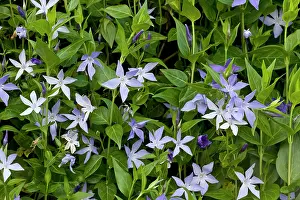 Vinca: 80179143 Sardinian Periwinkle Sardinia, Italy Vinca