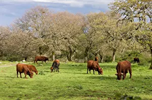 Tranquillity: 80179144 Sardo-Modica / Red Ox / Blue Rosso breed