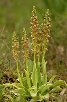Orchids: 80179146 Man Orchids - in flower UK Orchis anthropophora