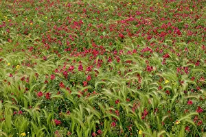 Honeysuckle: 80179148 Italian Sainfoin / French Honeysuckle -