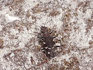 Coleopteran: 80179150 Heath Tiger Beetle - on sandy heathland