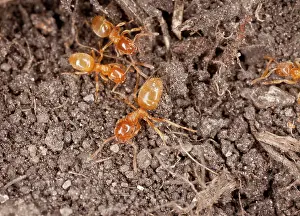 Hymenopteran: 80179151 Yellow Meadow-ant / Yellow Meadow Ant -