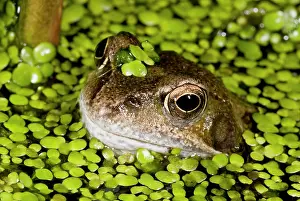 Surrounded: 80179153 Common Frog - in garden pond surrounded