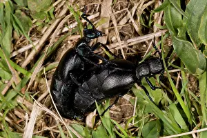 Coleopteran: 80179155 Oil Beetles - mating in spring on chalk
