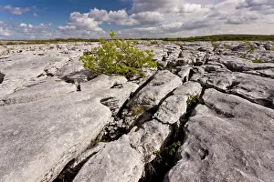 Irish: 80179160 Stunted Ash - growing in Limestone pavement