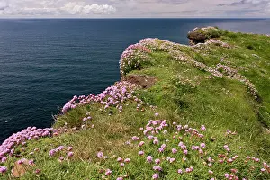 Irish: 80179161 Cliff-top Thrift - on the Cliffs of Moher