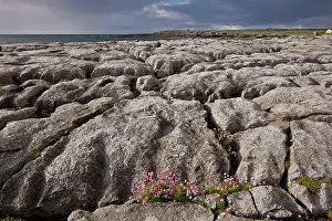 Eire: 80179165 Thrift - on coastal limestone pavement