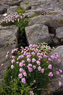 Eire: 80179166 Thrift - on coastal limestone pavement