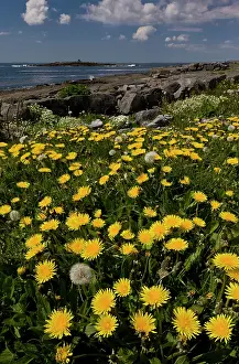 Eire: 80179167 Dandelions - growing on the coast Doolin
