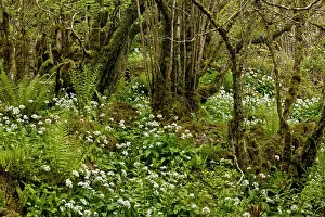 Stool: 80179168 Spring Flowers - and ferns in ancient Hazel