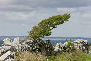 Eire: 80179169 Wind-pruned Hawthorn Bush Black Head