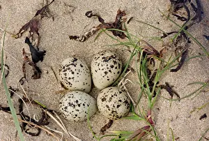 Eire: 80179171 Ringed Plover - nest and eggs on estuary