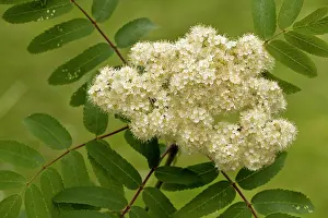 Shrubby: 80179172 Rowan / Mountain Ash - in flower Dorset