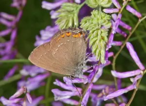Vetch: 80179174 Ilex Hairstreak - feeding on Vetch Bulgaria