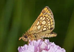 Lepidopterae: 80179175 Chequered Skipper male feeding on Thrift
