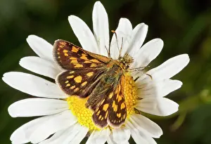 Lepidopterae: 80179176 Chequered Skipper - male feeding on Ox-eye