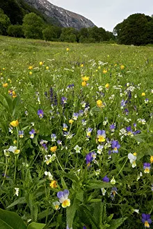 Montane: 80179177 Flowery Meadow - with wild Pansies, Buttercups